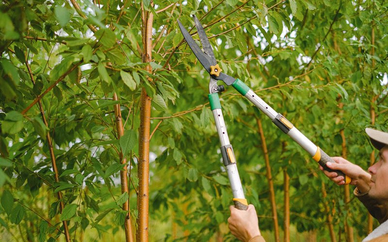 Tree trimming in Trimble, TN